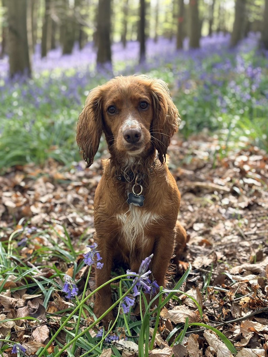 HearingDogs's tweet image. A picture-perfect pup 🥰

Parsley is one of our amazing hearing dog dad's and is embracing that #FridayFeeling in the sunshine, getting ready for a weekend of long walks, cuddles, and treats.