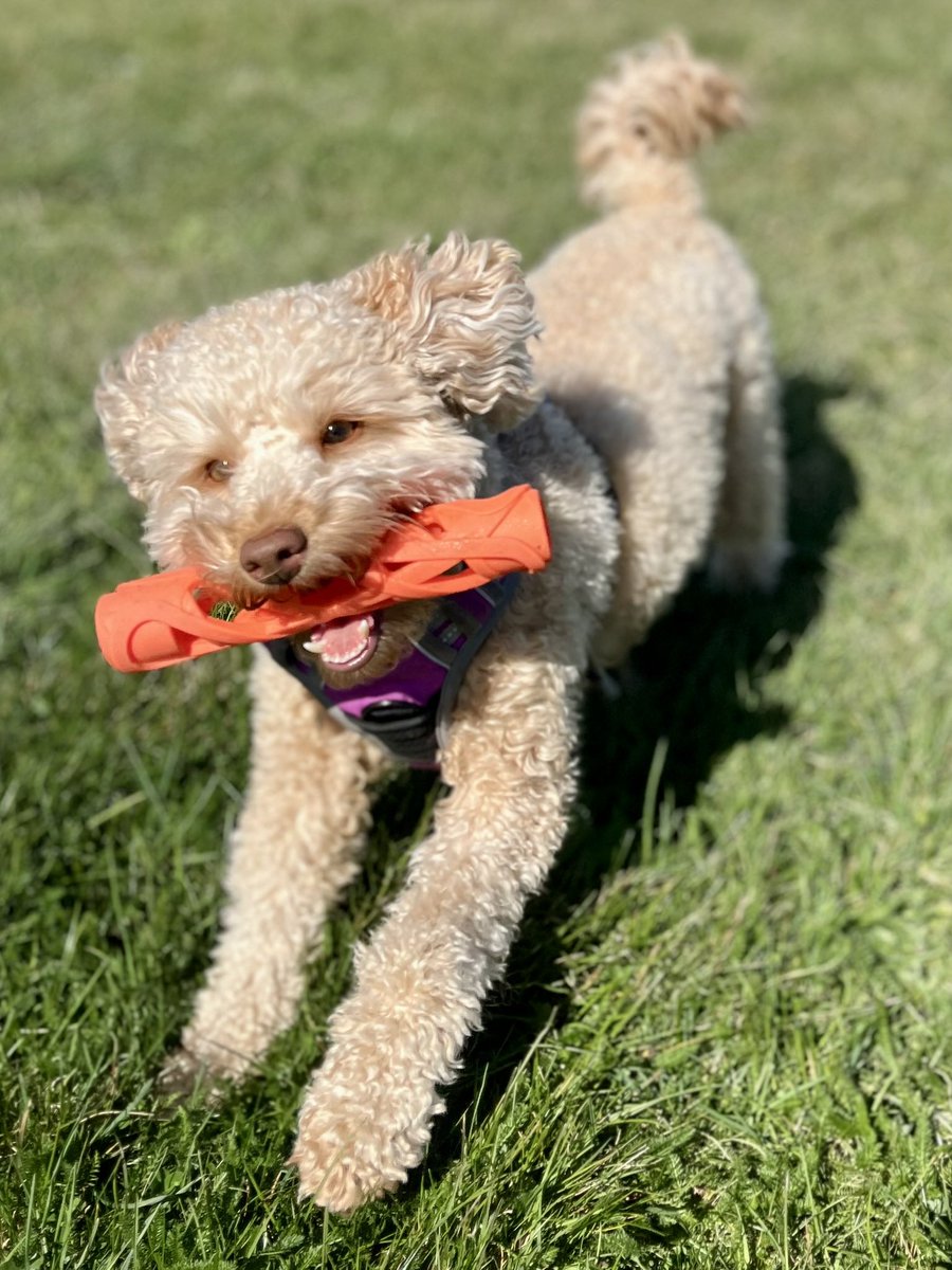 melanie_mjk's tweet image. Ella definitely has that Friday feeling &amp;amp; wishes everyone a fun day! 🐶🐾🐾 #Fridayfeeling #Fridayfun #Fridayvibes #dogsofX