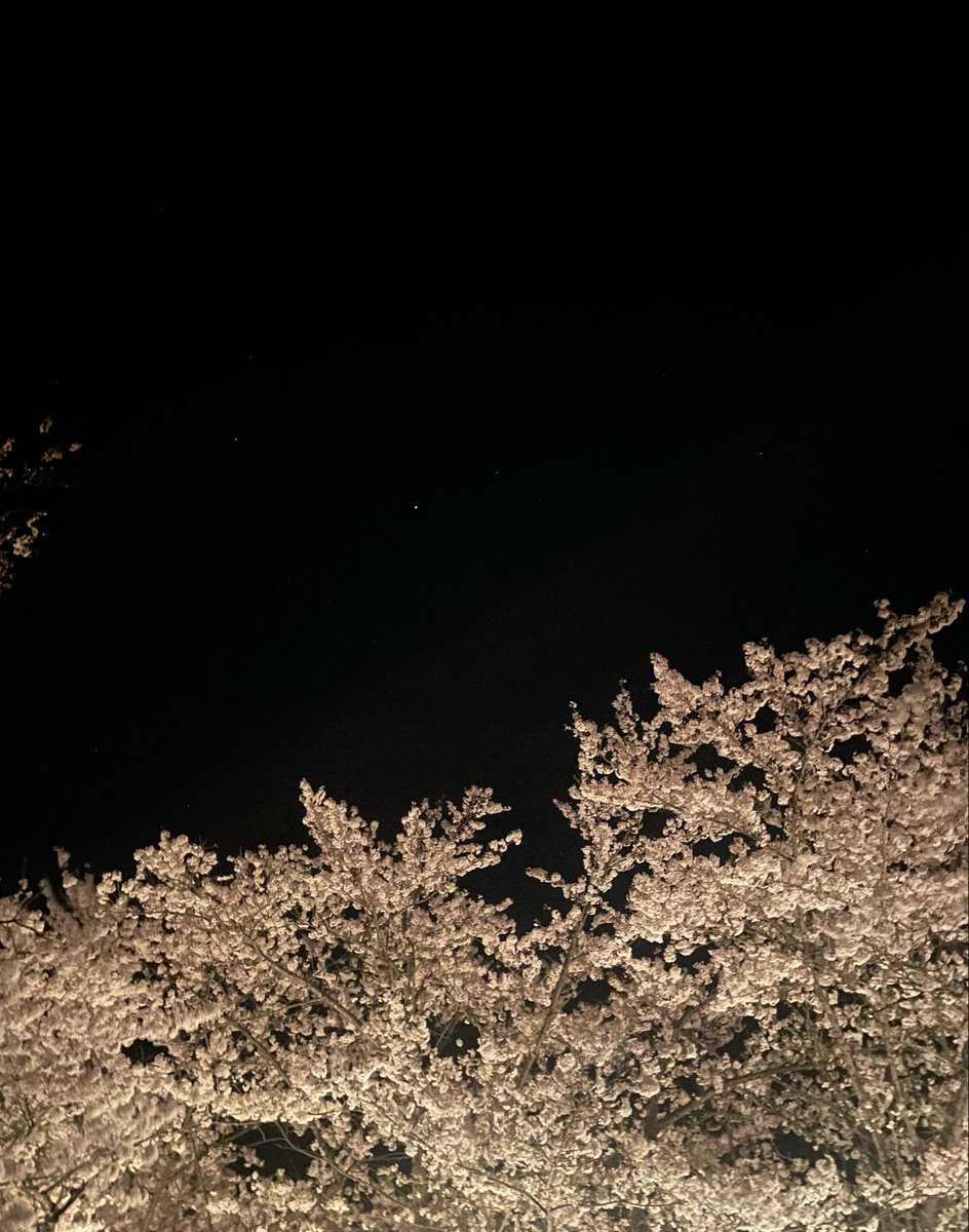 ふうわり ふうわりと
お座敷帰りに寄り道🌸