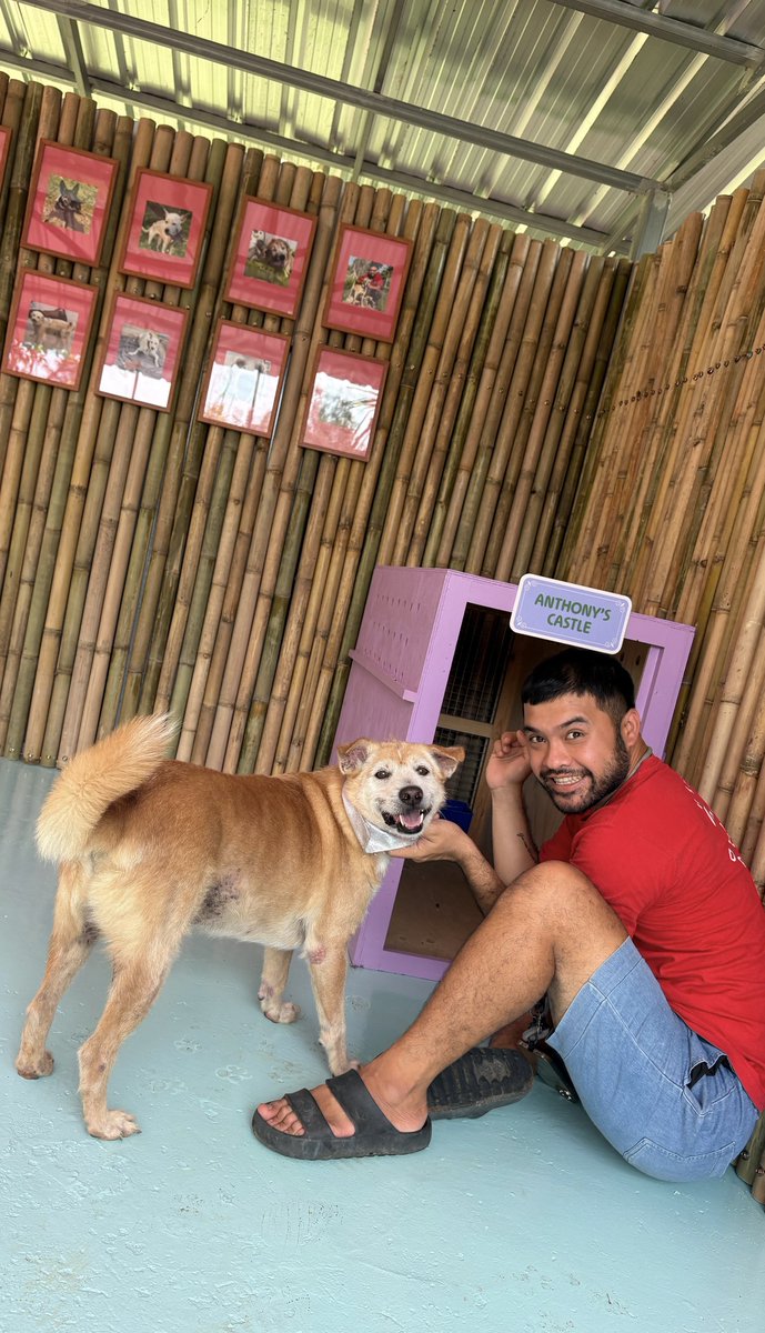 Happy Doggo tweet media