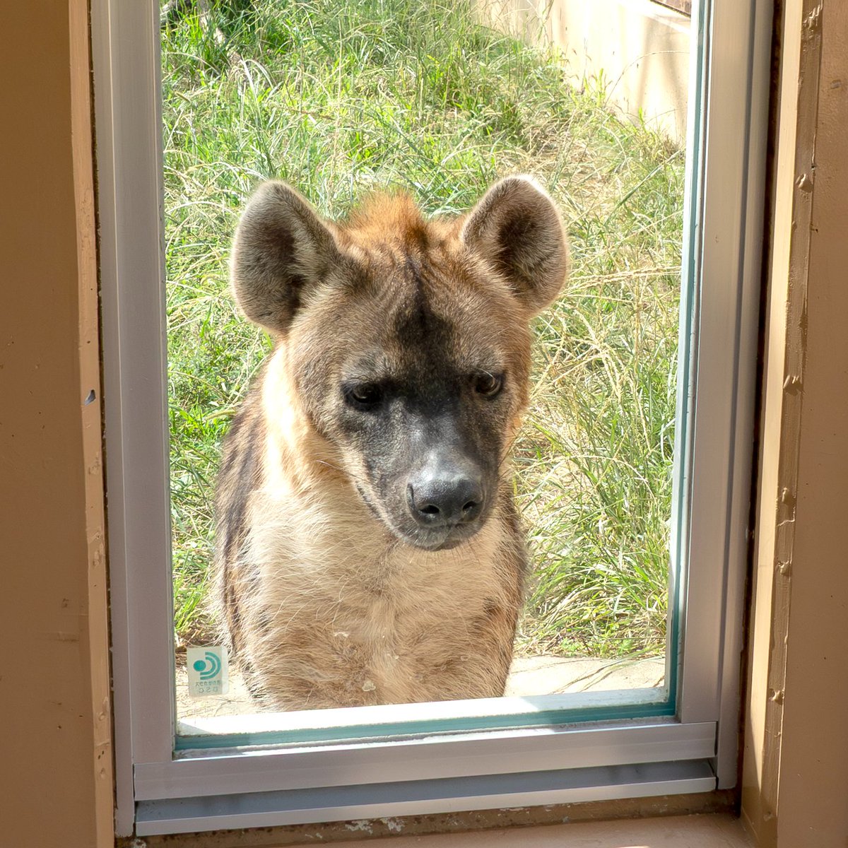 ドリトル柴田 tweet media