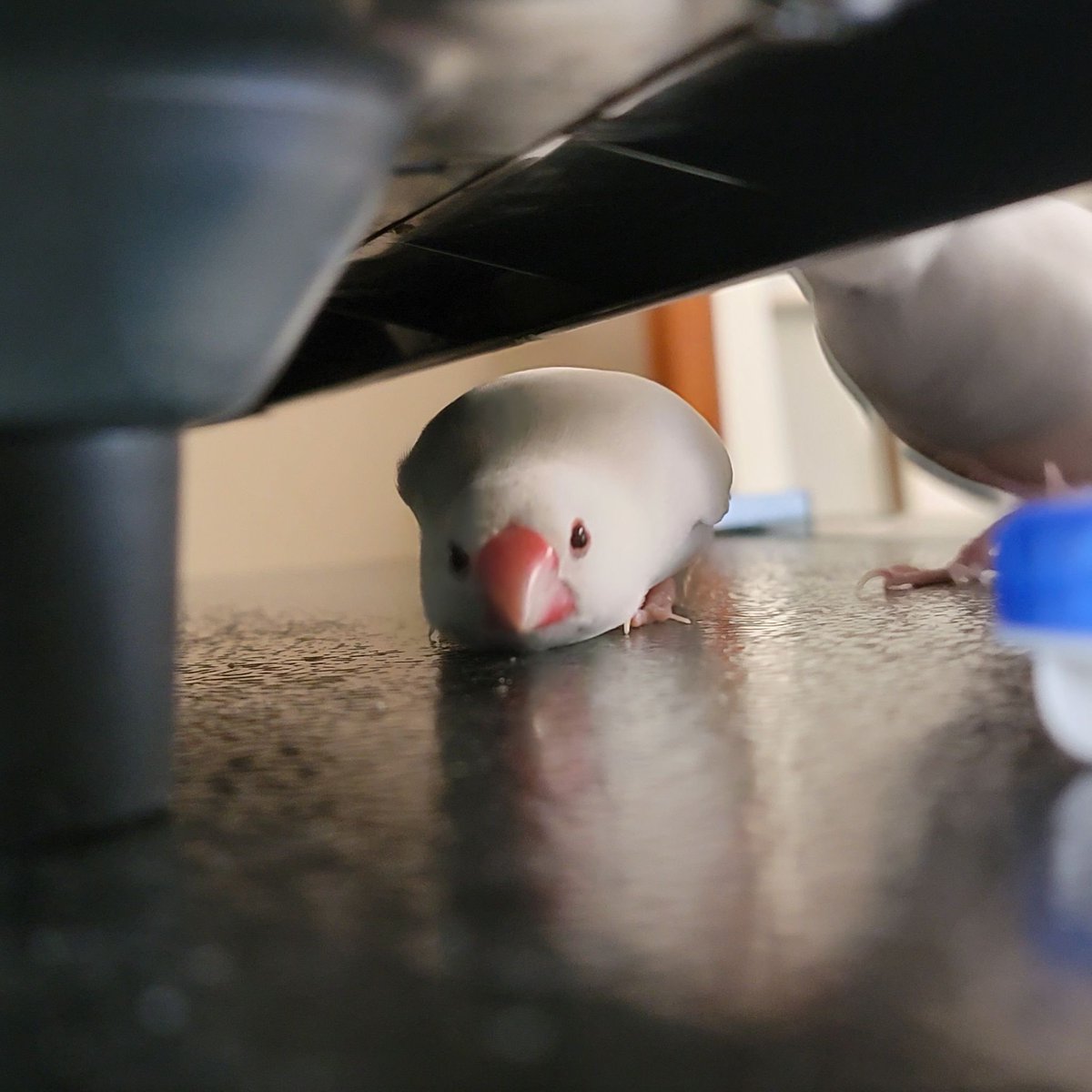 ぶんぶかかぽ tweet media