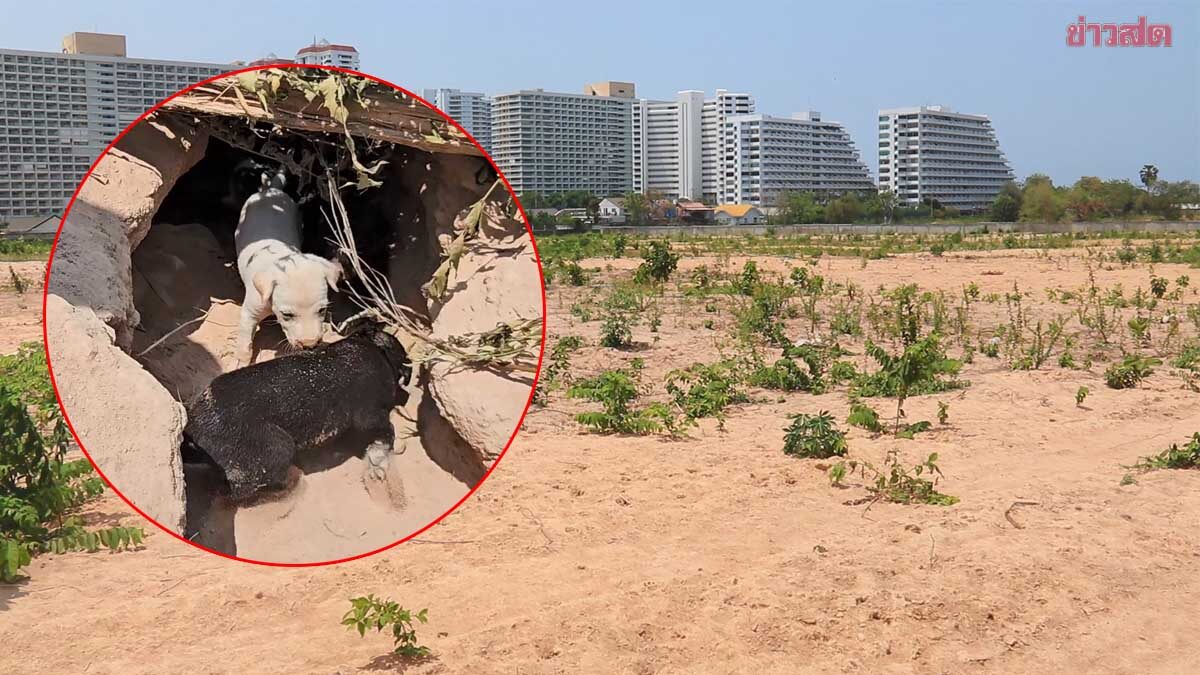 KhaosodEnglish's tweet image. #Pattaya moves to rescue 30 stray dogs trapped on abandoned land

Officials rushed to help about 30 stray dogs stuck inside a 111-rai private plot after the owner fenced it off and cleared trees, leaving them without food or shelter. 
facebook.com/share/p/1B1UNT… 
 #Thailand  #dogs