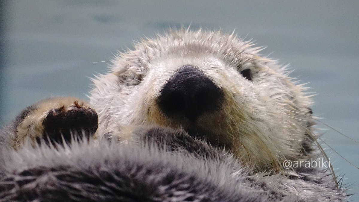 あらびき(ラッコ用だけどほぼ本アカ) tweet media