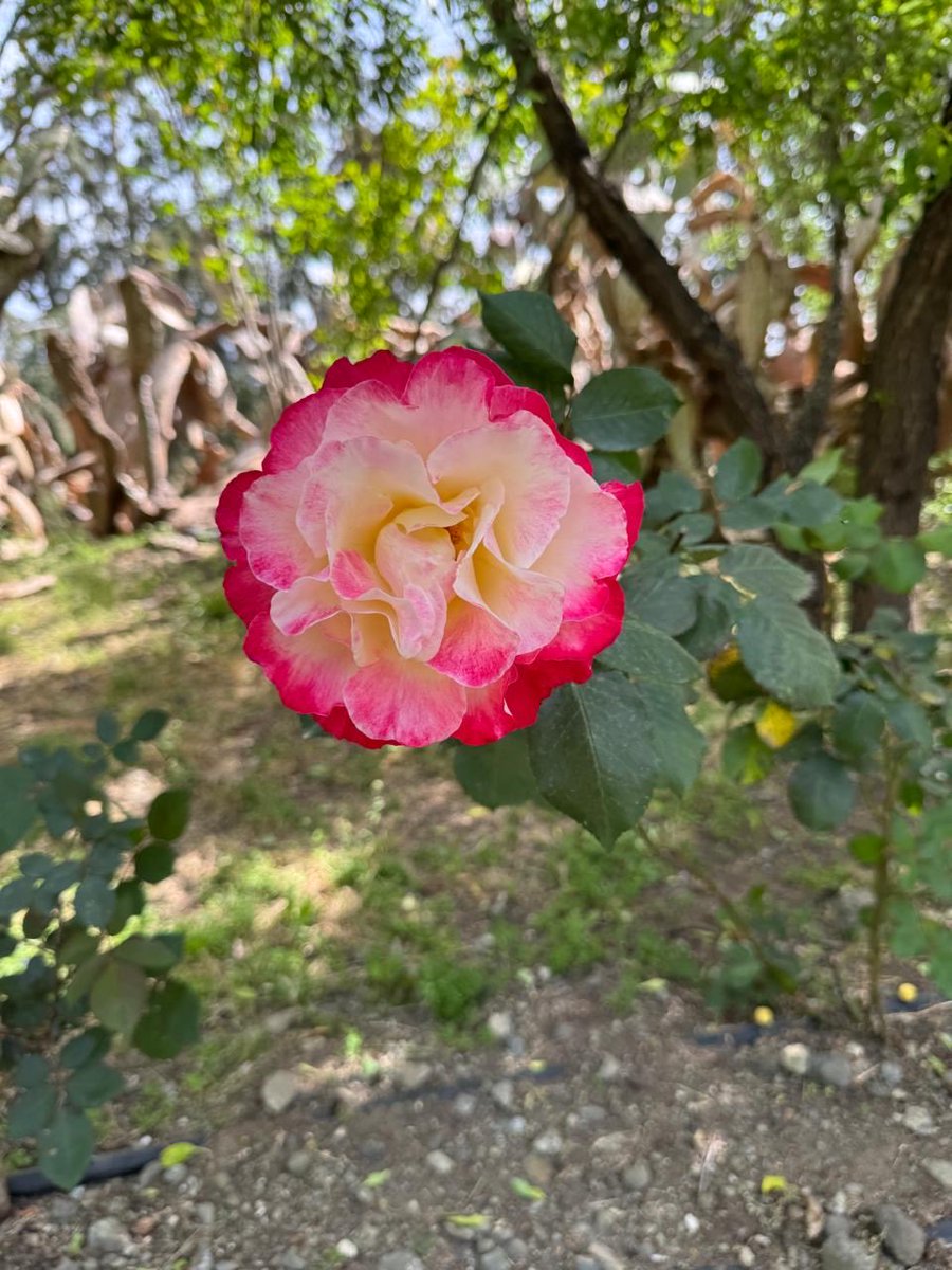 KerryTsolakis's tweet image. Το τριαντάφυλλο από Ποναγρούλλη #Cyprus