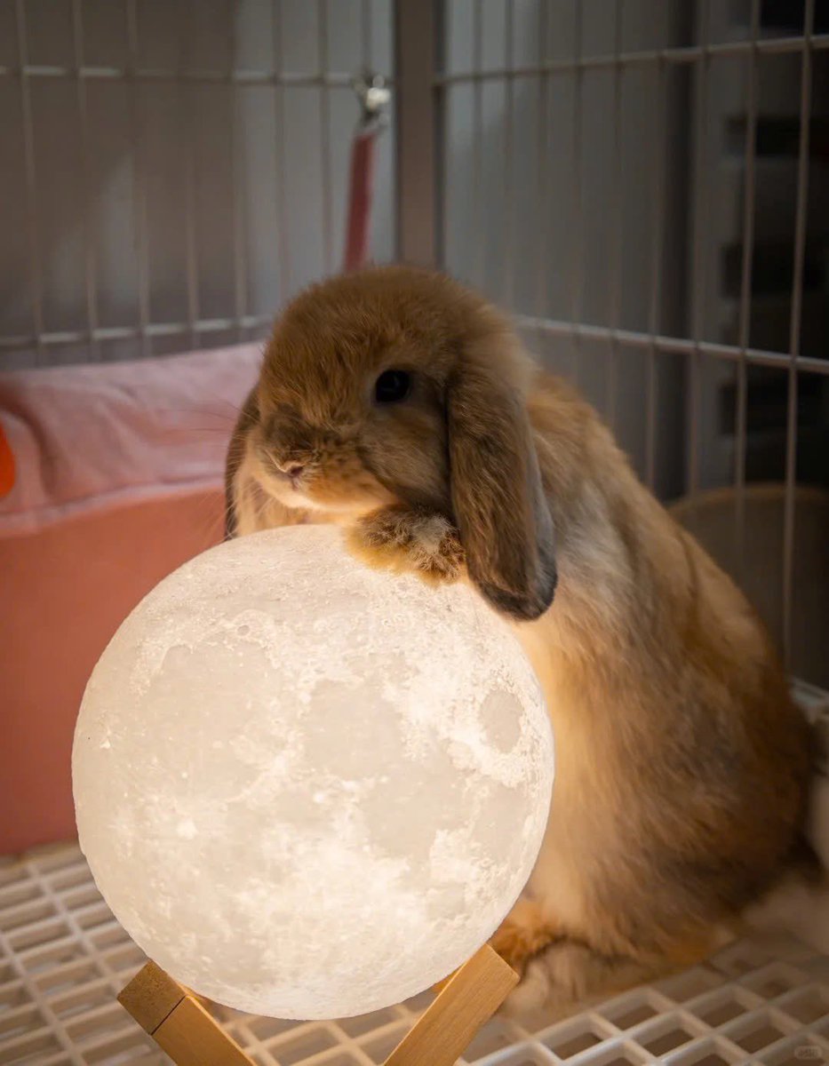 Why you should have a rabbit tweet media