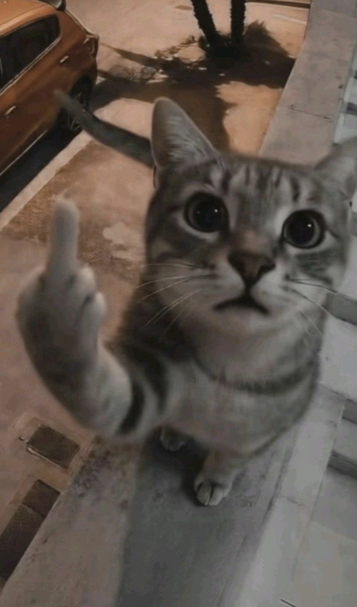 키티🎀 tweet media