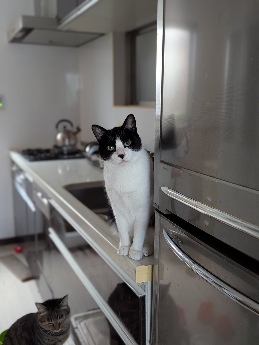 役立たずの雌豚CAMO tweet media