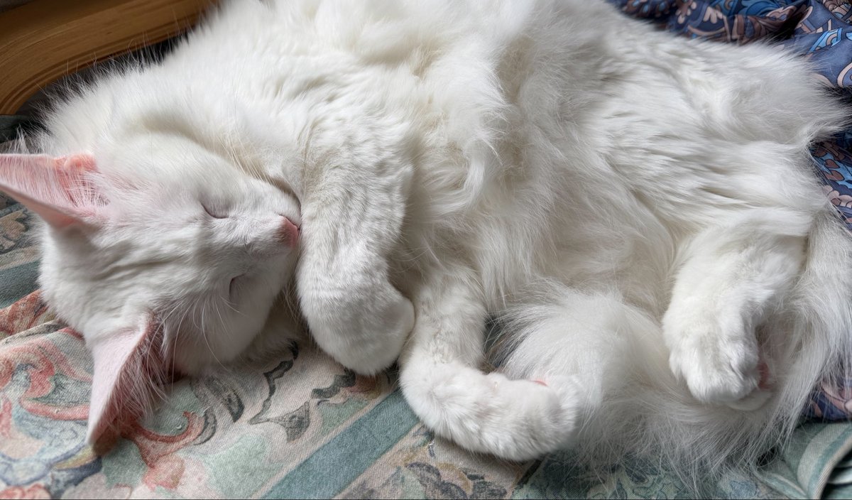 もーりー tweet media