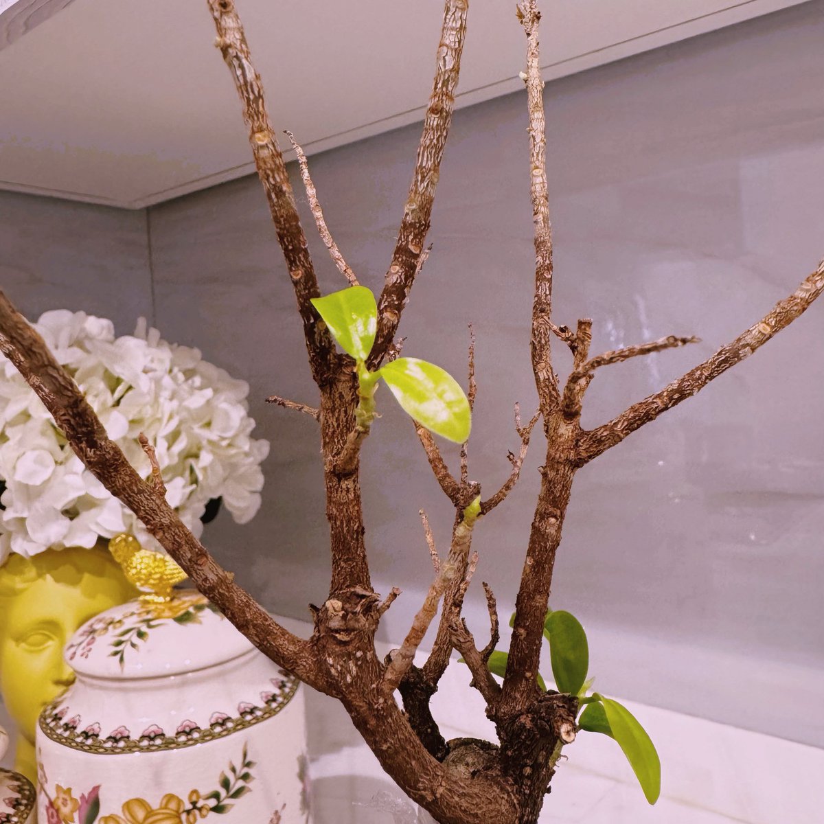 حصه الفريح tweet media