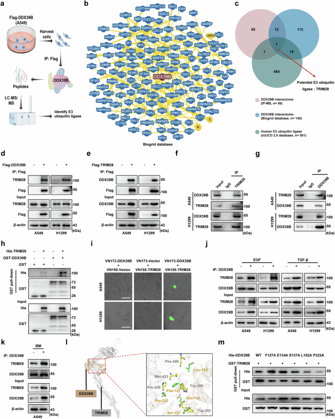 sigtrans_sttt's tweet image. TRIM28-mediated ubiquitination of DDX39B promotes #LungCancer #Metastasis by enhancing the lysosomal degradation of E-cadherin, identifying a significant molecular mechanism and #TherapeuticTarget for advanced #NSCLC treatment.

#OpenAccess: doi.org/10.1038/s41392…