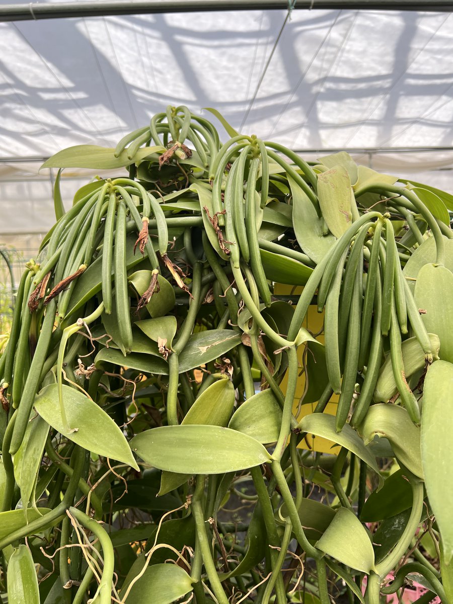 中島健吾/国産バニラ専門の農業ベンチャー代表 tweet media