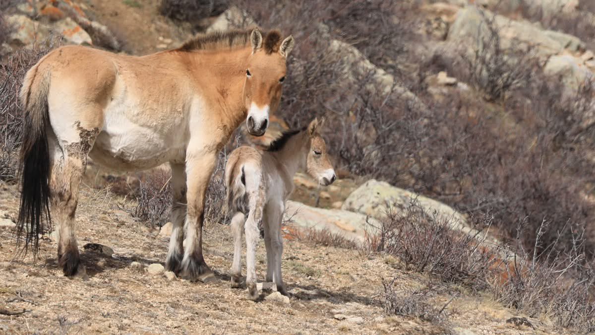 altanargamj's tweet image. The 1st #foal of 2026 has been born in #Hustai National Park, #Mongolia

“More than 350 Przewalski’s horses #takhi are inhabiting the the #Park. The first foal of this year, a female, was born to the stallion Brigad and the mare Frida.”