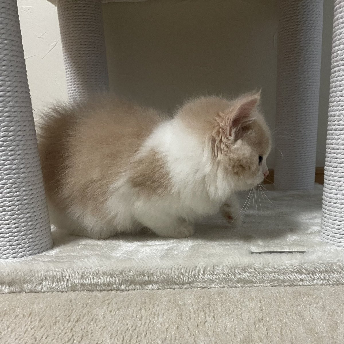 りんくんとおとちゃん tweet media