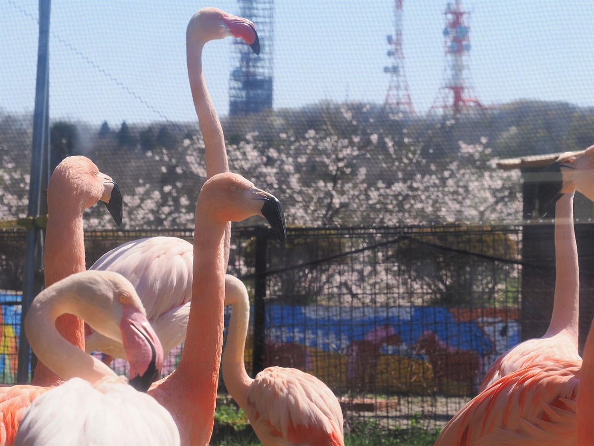 秋田市大森山動物園 tweet media