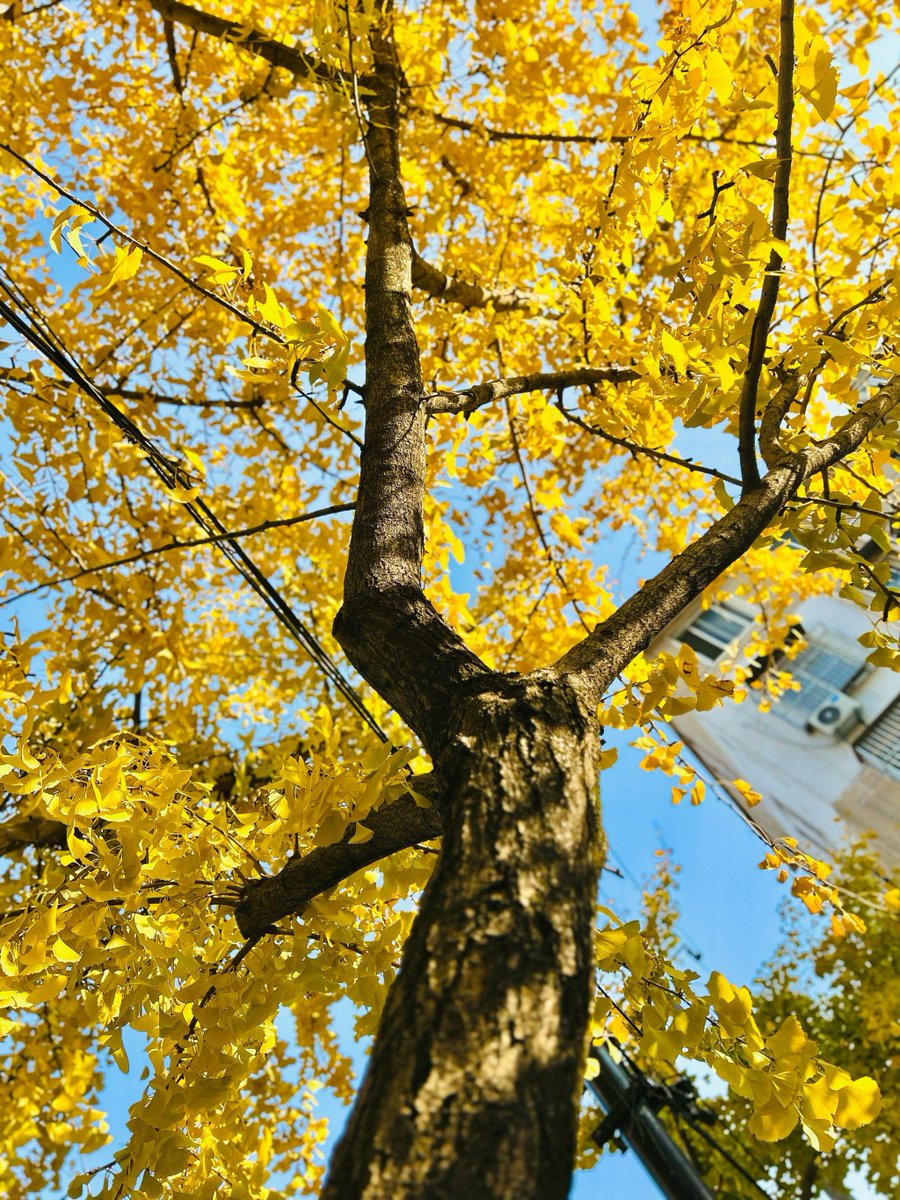 Miyamiya tweet media