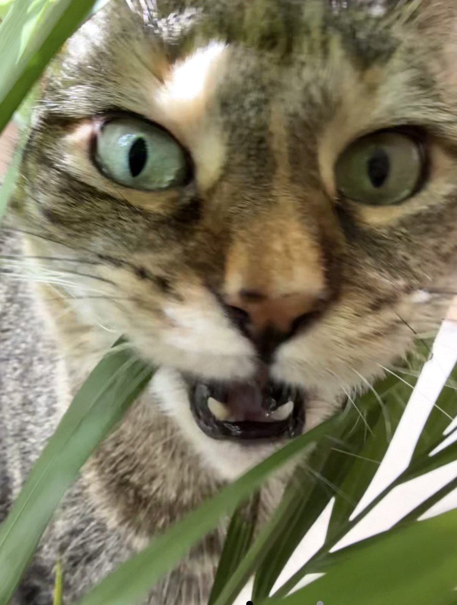 Ricky Gervais tweet media