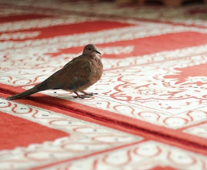 alfaris494's tweet photo. المؤمن يجد راحة البال في ثقته بقوة الله ورحمته وفضله ﴿وَأفوض أَمْري إِلَى اللَّهِ إِنَّ اللَّهَ بَصِيرٌ بِالعِبَاد﴾
وهو سبحانه ﴿فعال لما يريد﴾ ﴿وَاللَّهُ ذو الفضل العَظِيم﴾
اللهم بك آمنا وعليك توكلنا، أنت ربنا لا إله إلا أنت، بيدك الخير إنك على كل شيء قدير.
#جمعة_مباركة https://t.co/G0lTyE8xpn