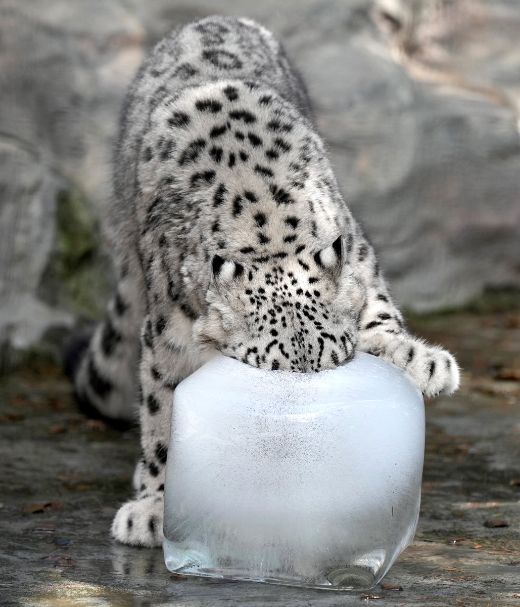daily sneps tweet media