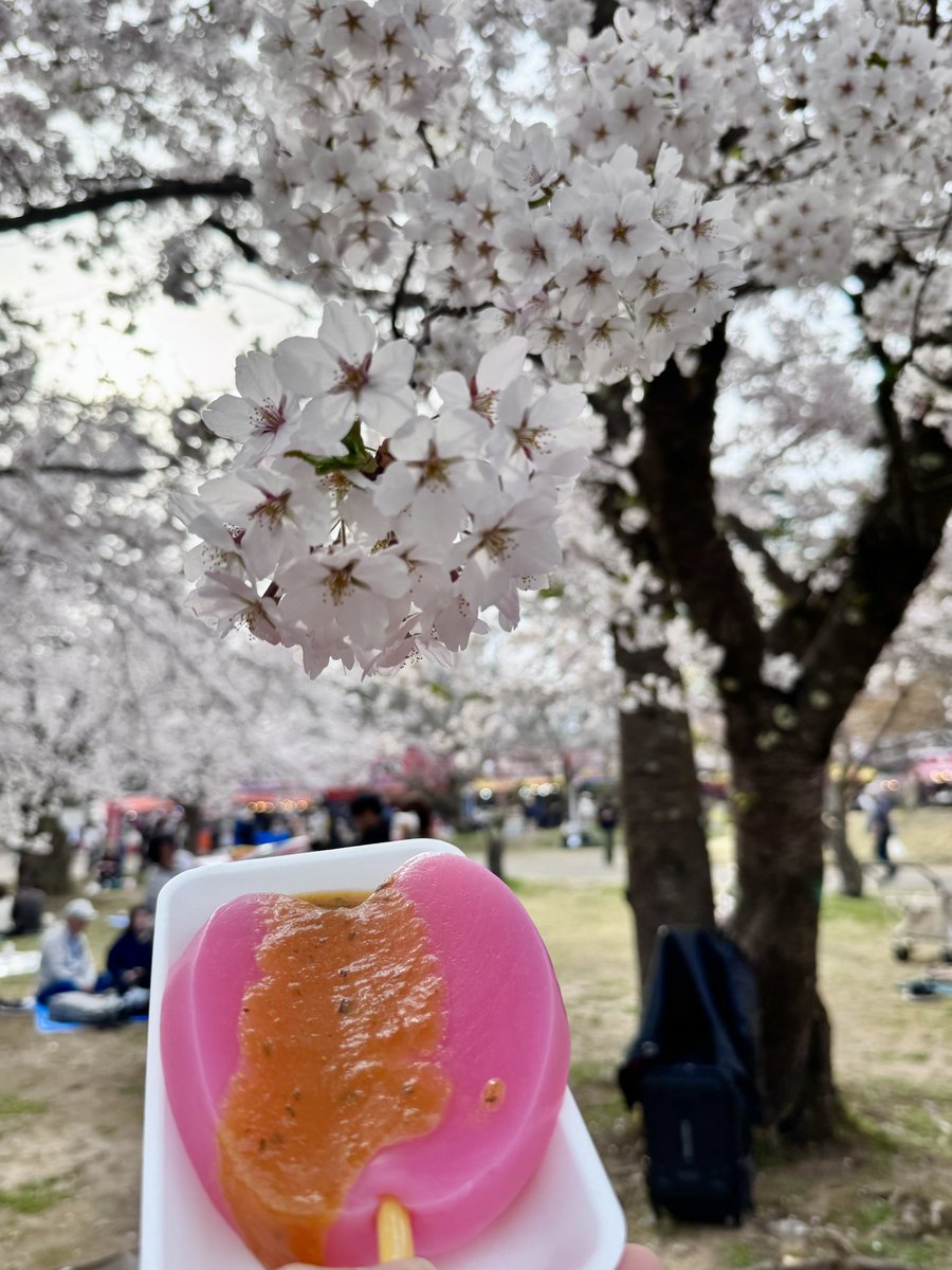 whitenoisetk's tweet image. この前は黒こんにゃく食べたからこんどはさくらこんにゃく🌸☺️

#弘前公園 #桜まつり #iphone15pro