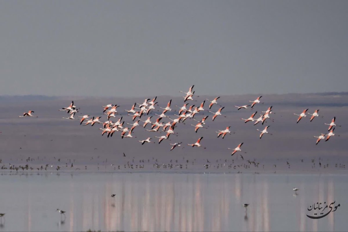 Iran in English tweet media