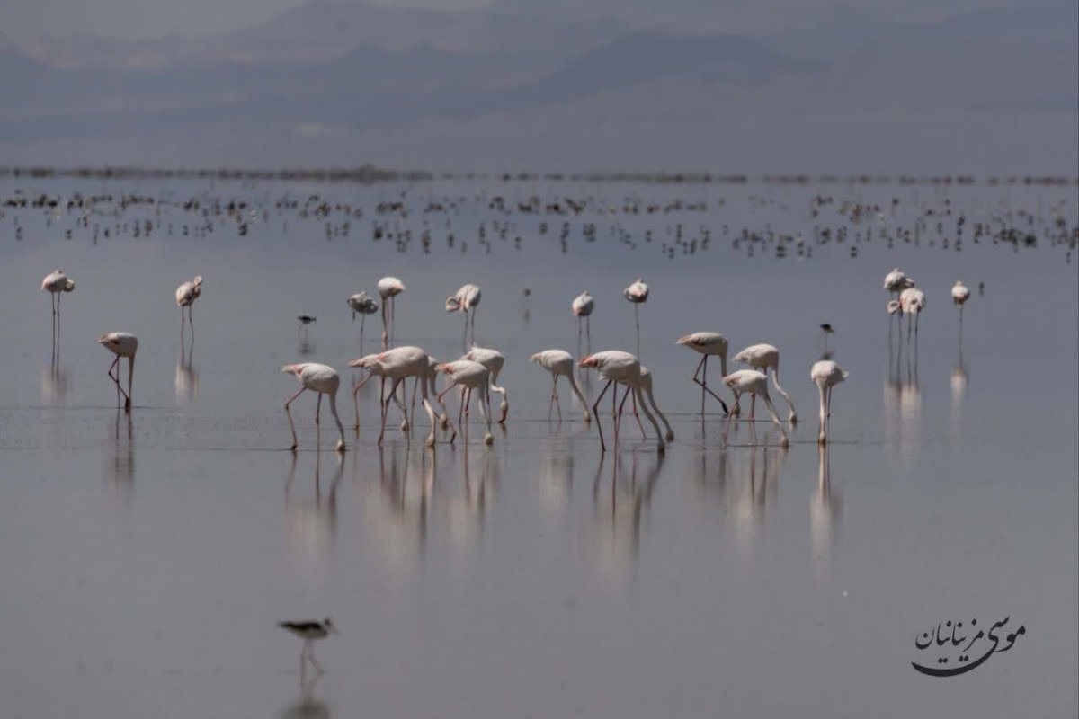 Iran in English tweet media