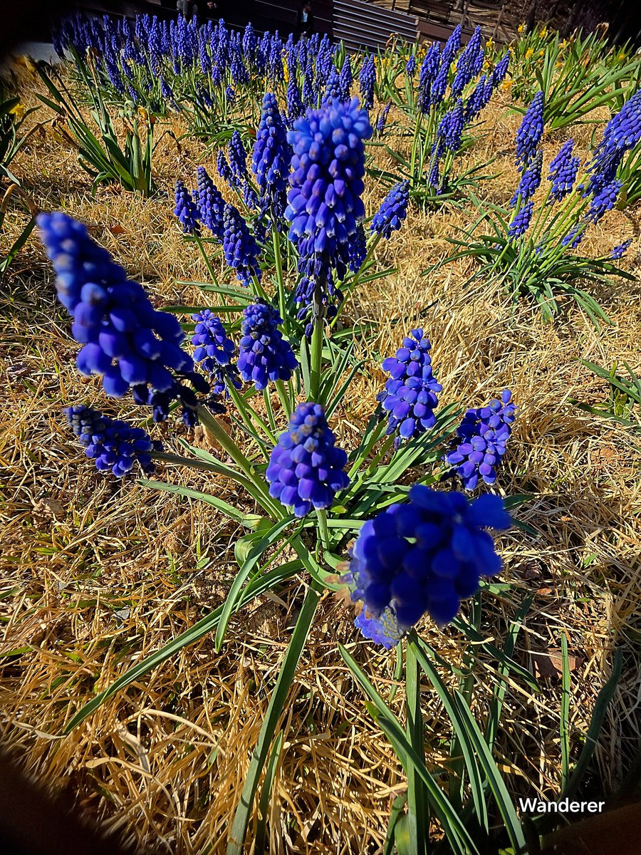 sukoya979's tweet image. Muscari💜✨️💚🍇#GrapeHyacinth #SpringBulbs #PurpleFlowers