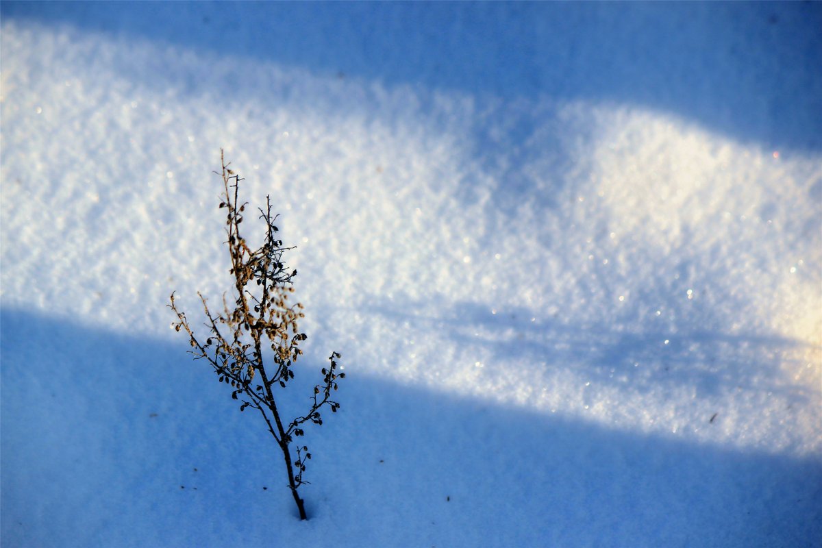 Nala Chanf tweet media