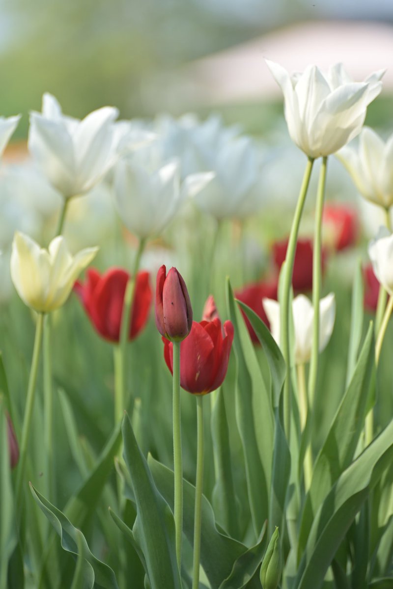 TulipaniG's tweet photo. Buongiorno! Oggi è una magnifica giornata per visitare i nostri tulipani! Il campo è ancora coloratissimo! Sono in vendita i sacchetti da 20 bulbi! Vi aspettiamo! https://t.co/YuI7HQqB7g