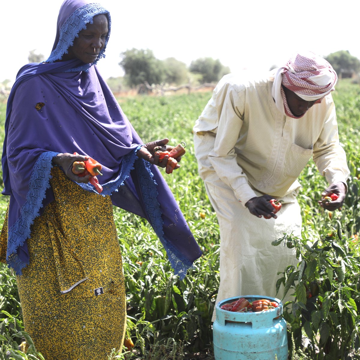 WFP_Chad tweet media