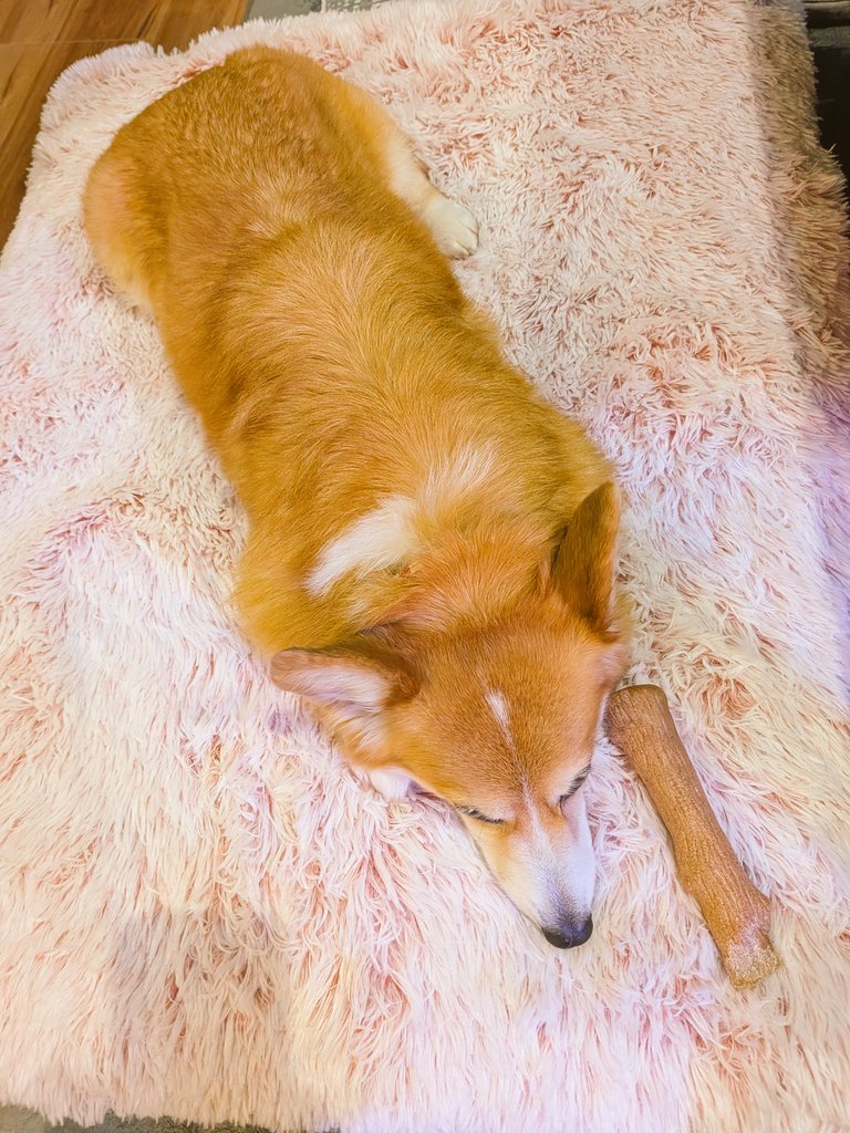 柴犬スティーブch【ｺｰｷﾞｰと猫を添えて】@YouTube tweet media