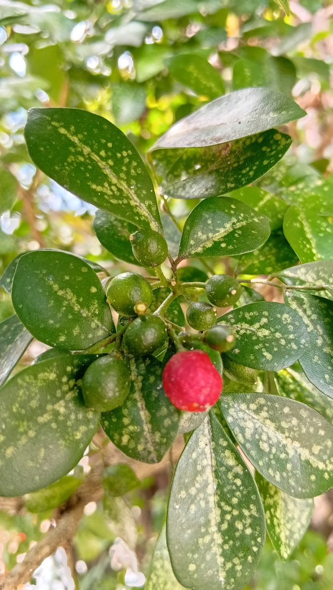 🇵🇸🍉 قادينلر سلطنتى tweet media