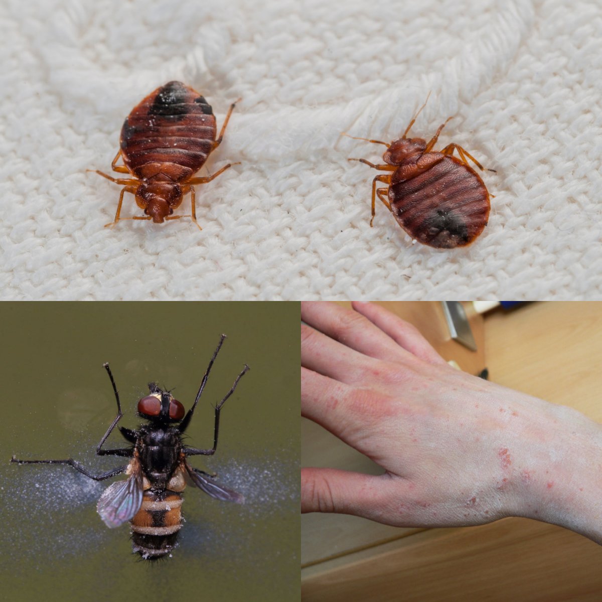 Innotec_Hygiene's tweet image. The #OxyPharm range is a fully effective group of #insecticides that act against all flying and crawling #pests.  Want to know more? Then get in touch ow.ly/7eFW30sUUI3
#decontamination