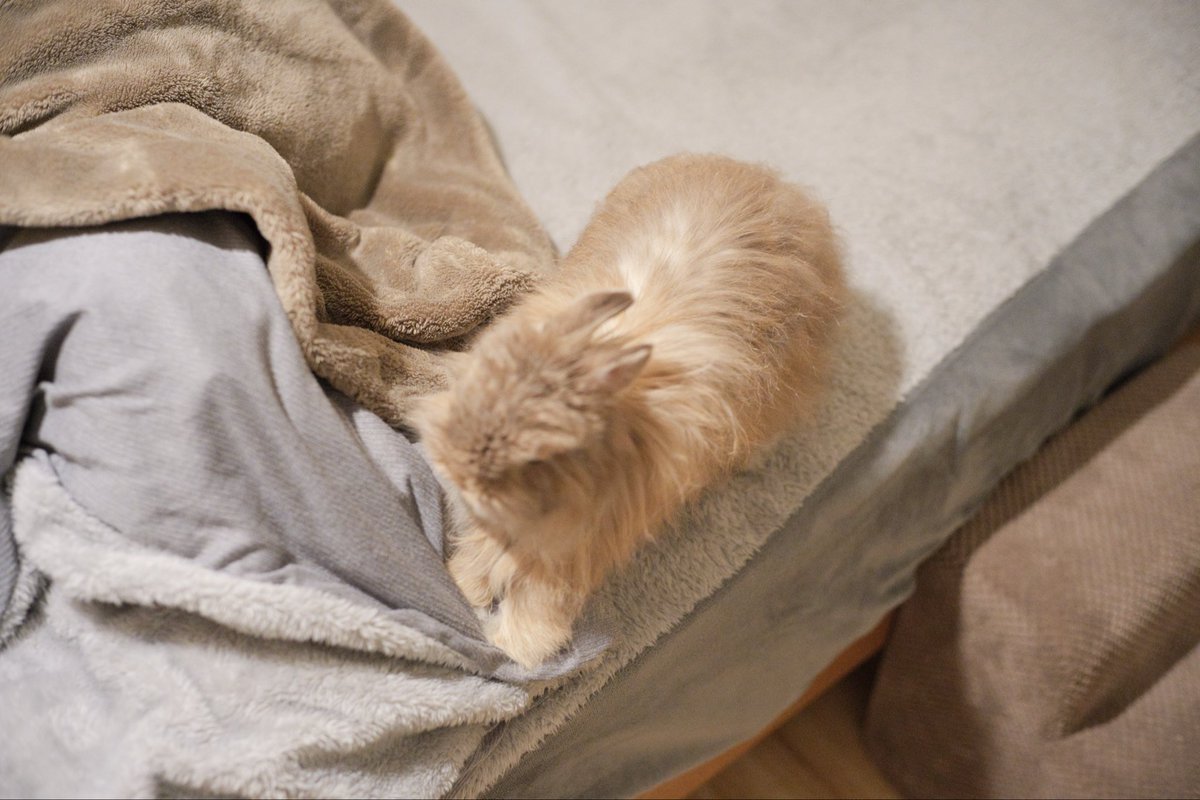 我が家のベッドメイキングさん