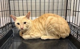 #小笠原諸島の猫の里親探し

No.1291 桜玖(さく): 4月13日父島で捕獲。薄茶トラ、オス、3.68kg

ご希望の方は当院までご連絡下さい。

Looking for a new owner for this male cat that was caught in Chichijima Island of Ogasawara Islands in Tokyo to protect wild birds there. Call us.