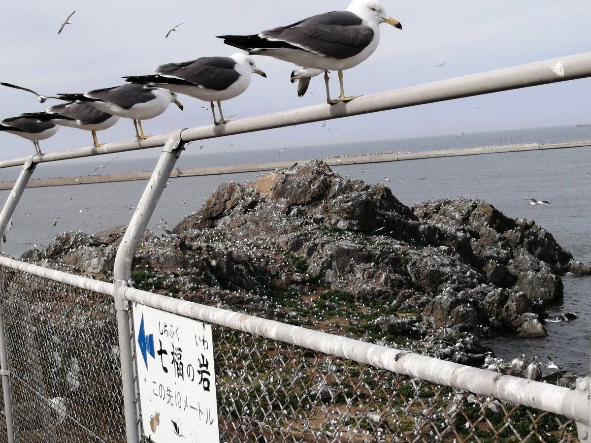 野生のmegu tweet media