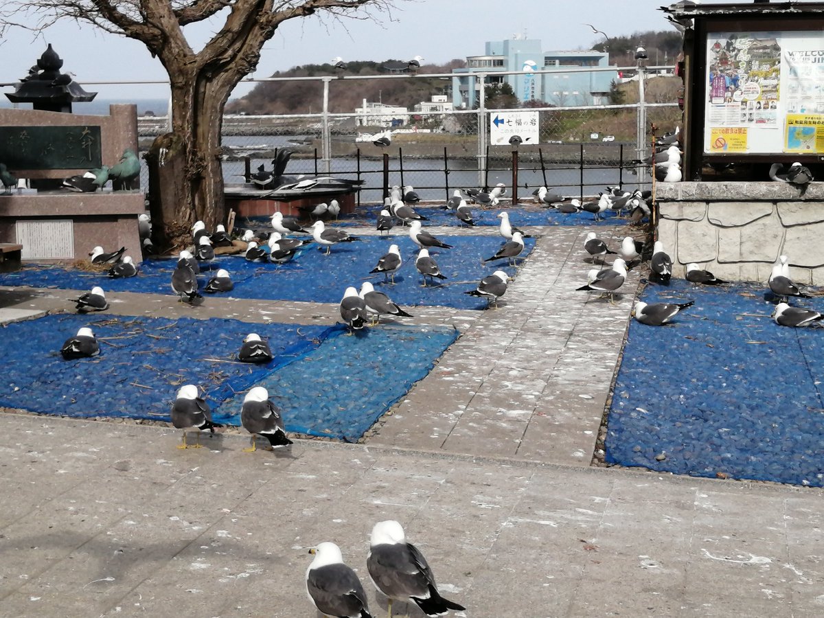 野生のmegu tweet media