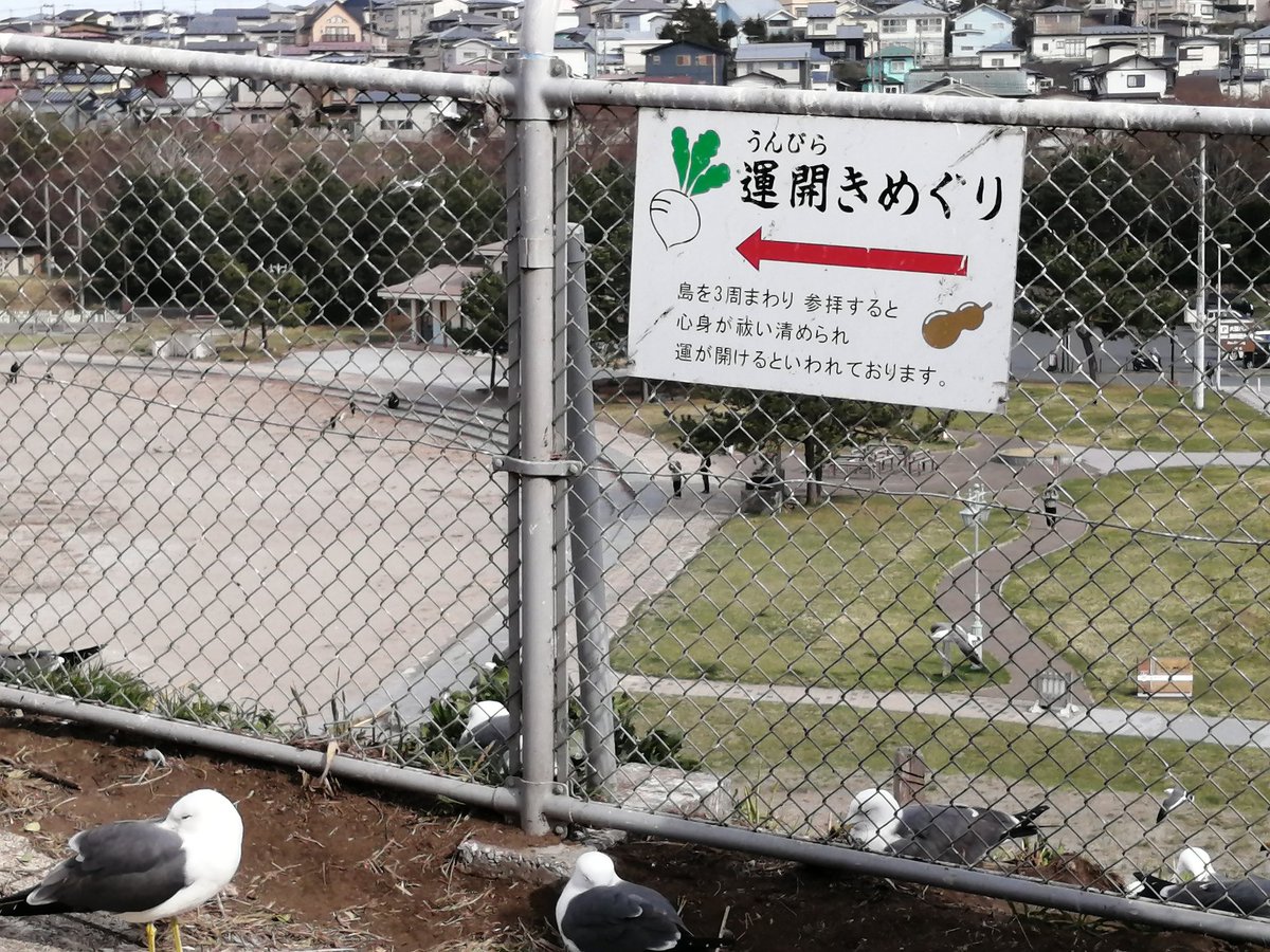 野生のmegu tweet media