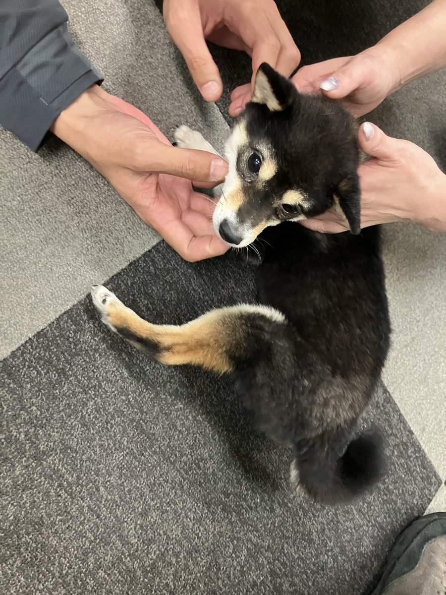 いしいまさる tweet media