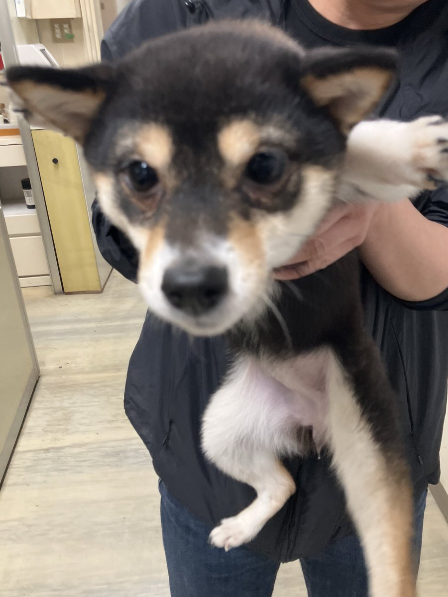 いしいまさる tweet media