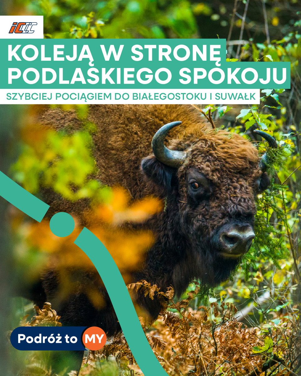 🌿🚆 Kierunek Podlasie – szybciej niż myślisz

Z Warszawy do Białegostoku w 1,5h, do Suwałk w 3:34 ⏱️ Więcej połączeń m.in. ze Śląskiem, Krakowem i Szczecinem
💸 -30% z „Taniej z Bliskimi” i Biletem Rodzinnym
nawet 400 zł z Podlaskiego Bonu Turystycznego