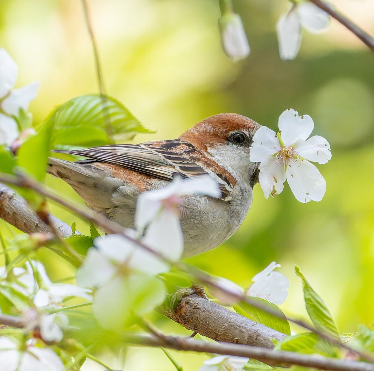 MK823512112115's tweet image. お疲れ様です🌸

桜だしておきます🙏
ニュウナイスズメの花ラッパ🌸

レンジャクもマミチャもまだいましたが（撮れないけど）アトリは抜けたかな
来年は桜と撮らせてね🙏

#SonyAlpha