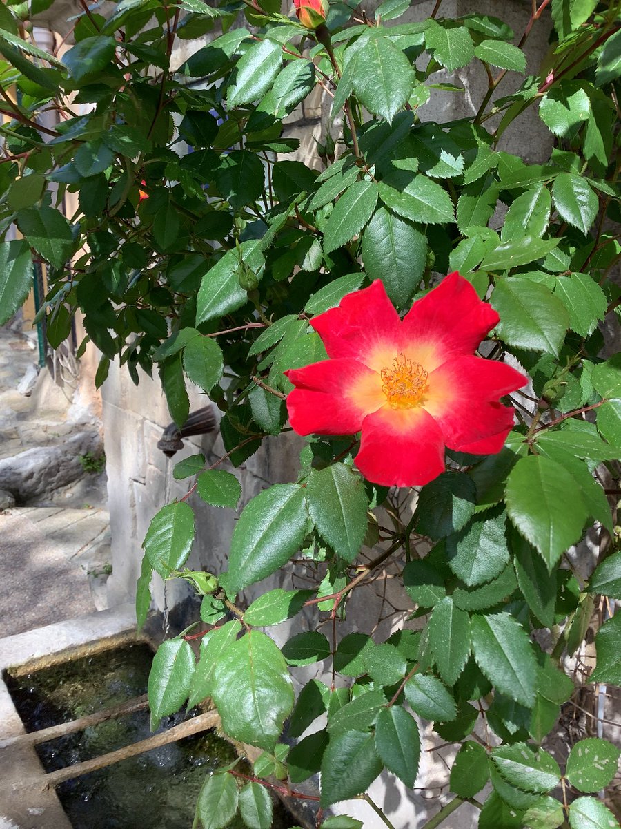 LevensTourisme's tweet photo. À chacun son petit coin de nature🌸 pas besoin d’aller loin pour se sentir ailleurs .
Et vous, où est votre petit coin de nature ?

@ExploreNCA @LevensTourisme #moyenpaysniçois #ExploreNiceCotedAzur @VilleLevens #nature https://t.co/NvsHoZYRYT