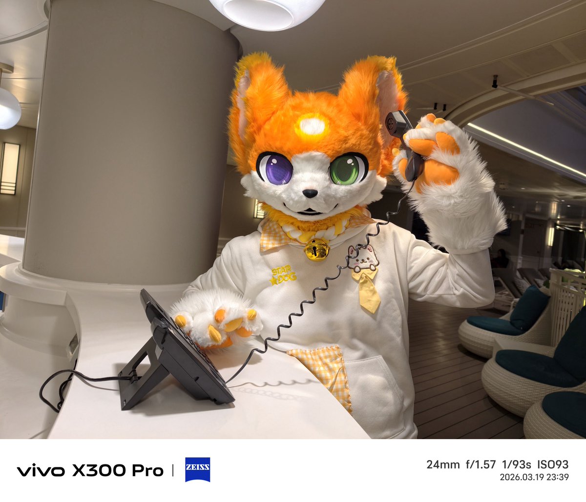 Gomeow·金桔·柠檬茶 tweet media