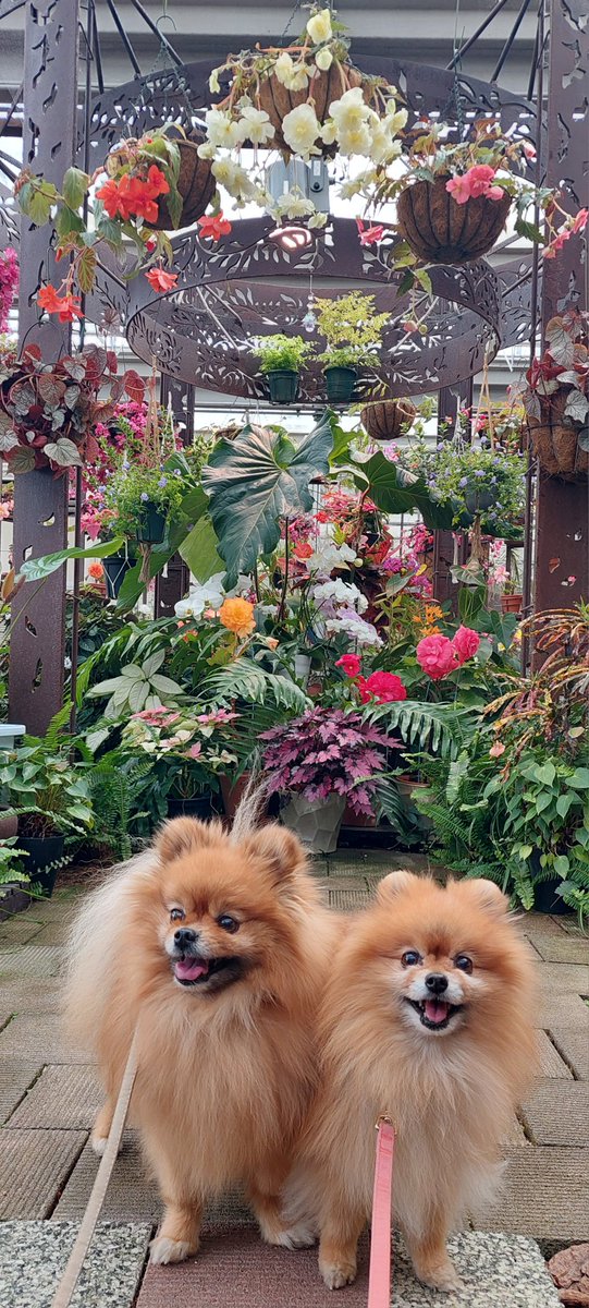 おはぎとコッペ tweet media