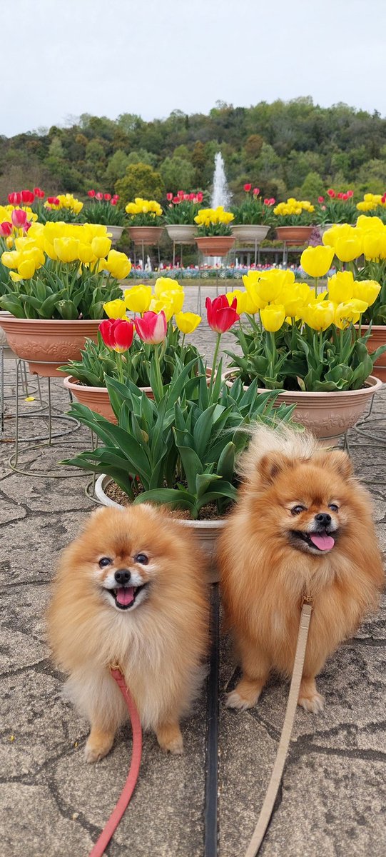 おはぎとコッペ tweet media