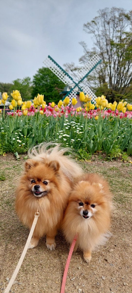 おはぎとコッペ tweet media