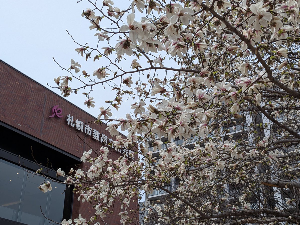 「キタコブシも咲いてました。桜の満開は来週かな?それでも例年よりめちゃ早いね」|ただのりなのイラスト
