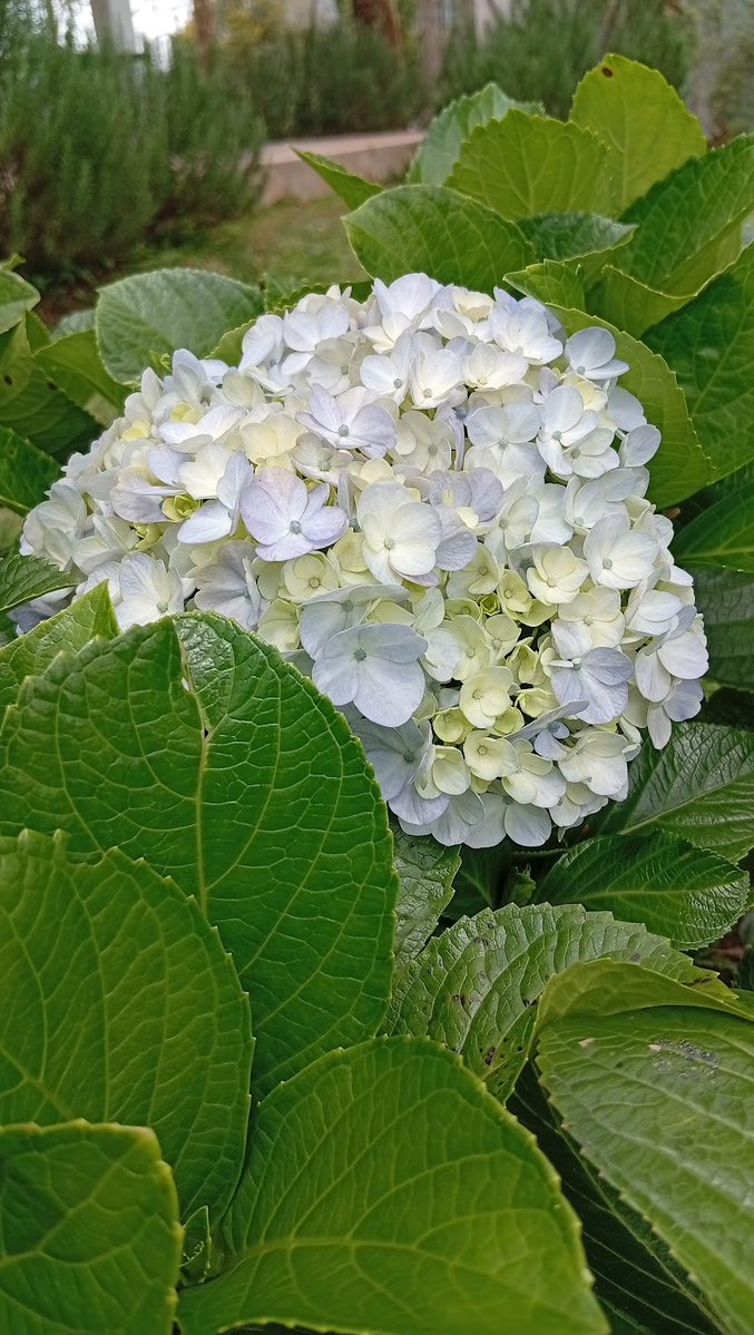 🇵🇸🍉 قادينلر سلطنتى tweet media