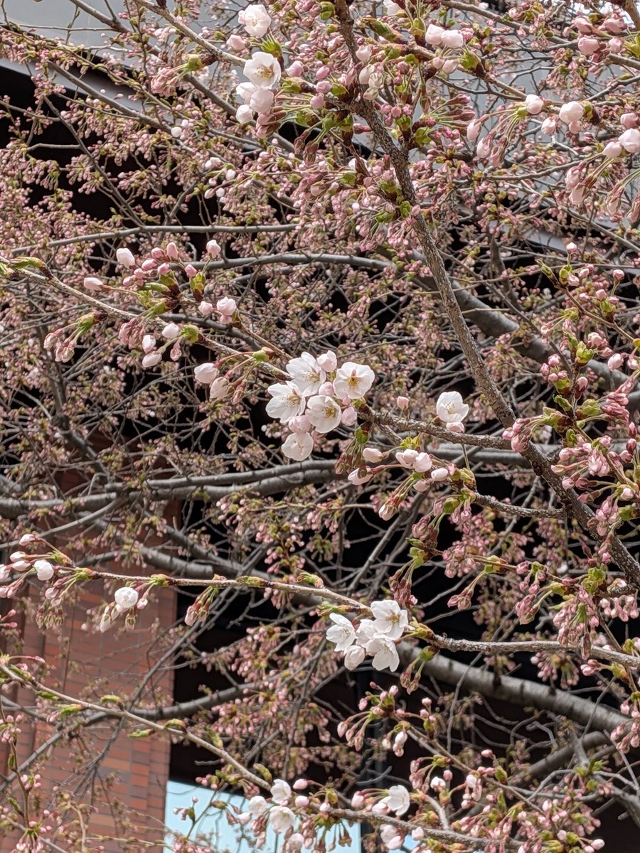 「キタコブシも咲いてました。桜の満開は来週かな?それでも例年よりめちゃ早いね」|ただのりなのイラスト